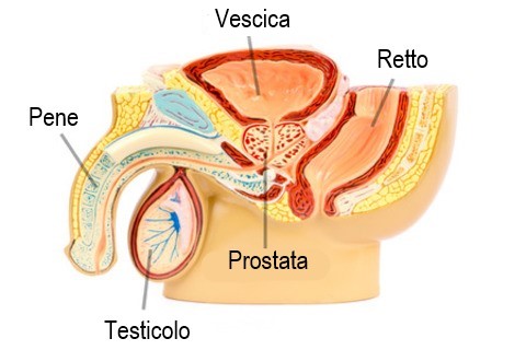 anatomia prostata: dove si trova