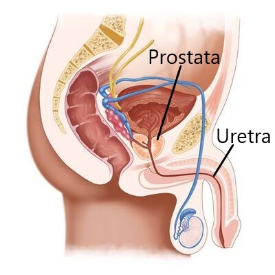 anatomia uretra maschile