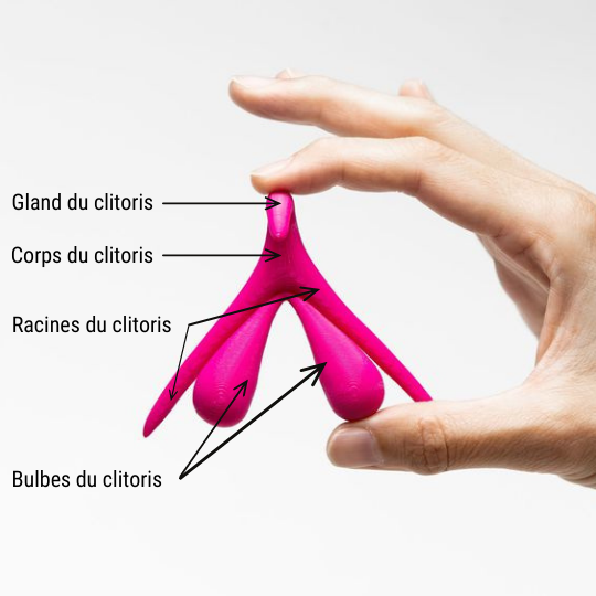 Anatomie Clitoris