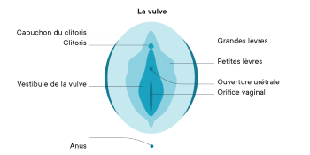 Schéma de la vulve pour comprendre son corps et l'impact de son meilleur stimulateur clitoridien.